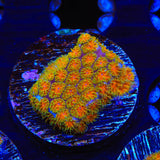 TSA Rising Sun Leptastrea Coral