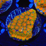 TSA Rising Sun Leptastrea Coral