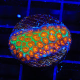 TSA Rising Sun Leptastrea Coral
