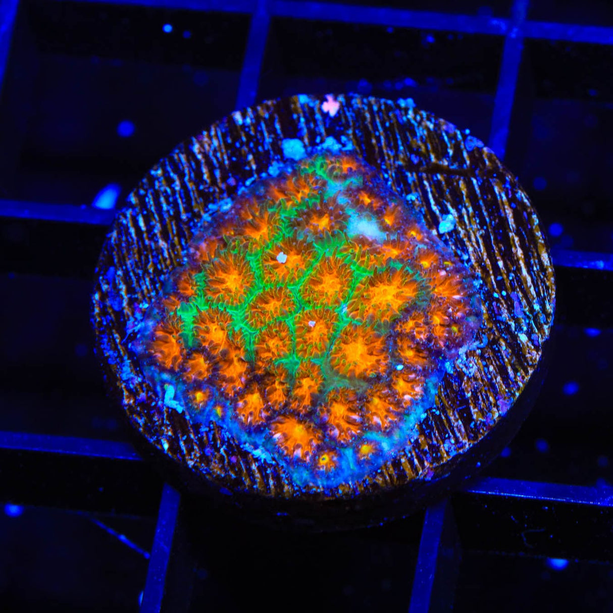 TSA Rising Sun Leptastrea Coral