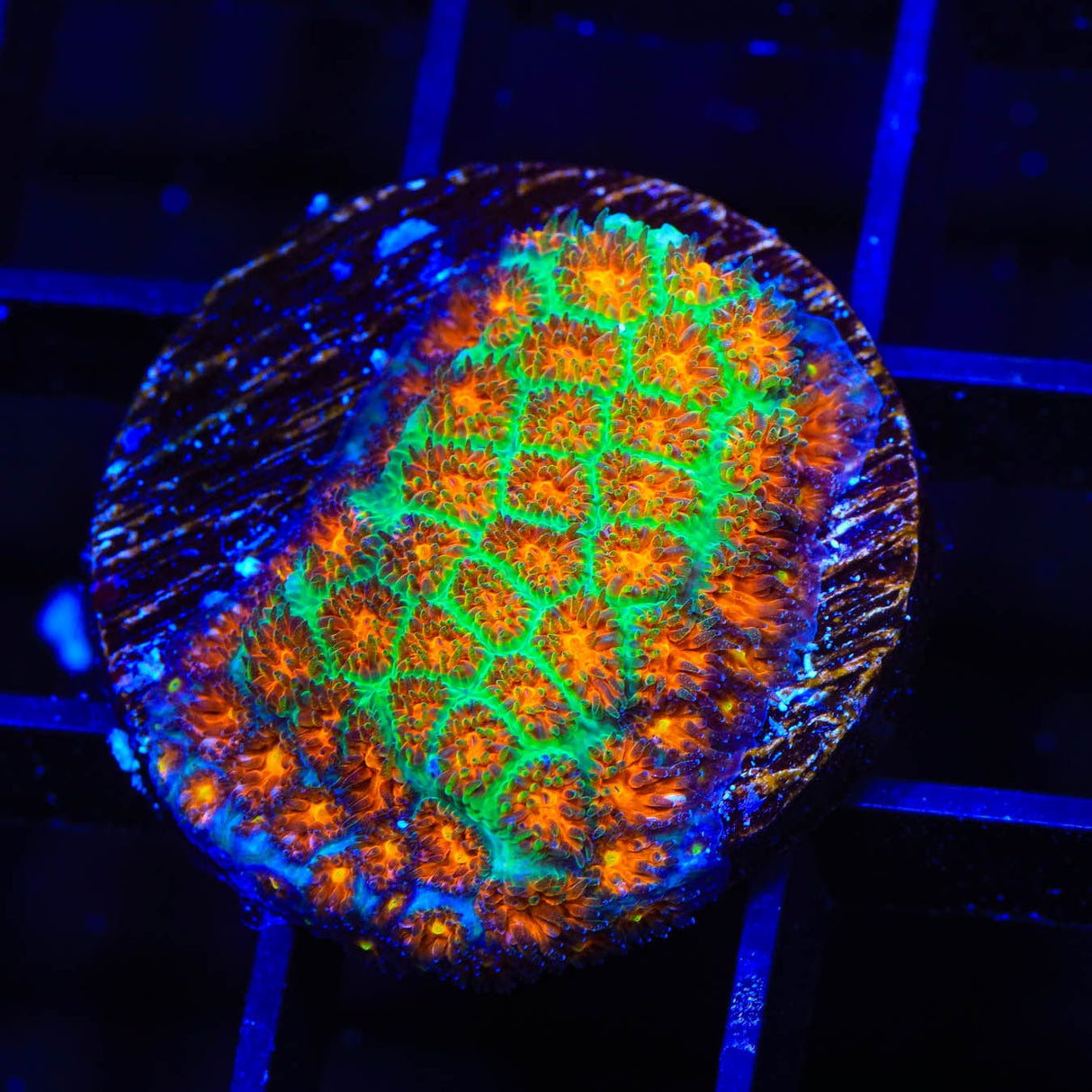 TSA Rising Sun Leptastrea Coral