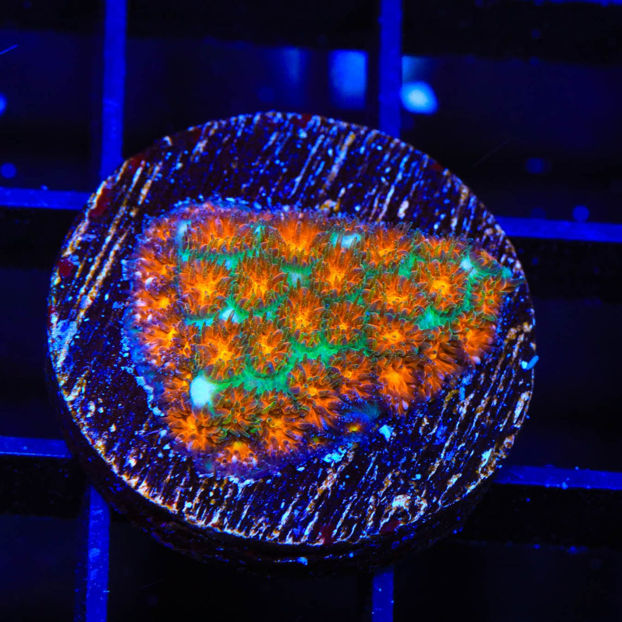TSA Rising Sun Leptastrea Coral
