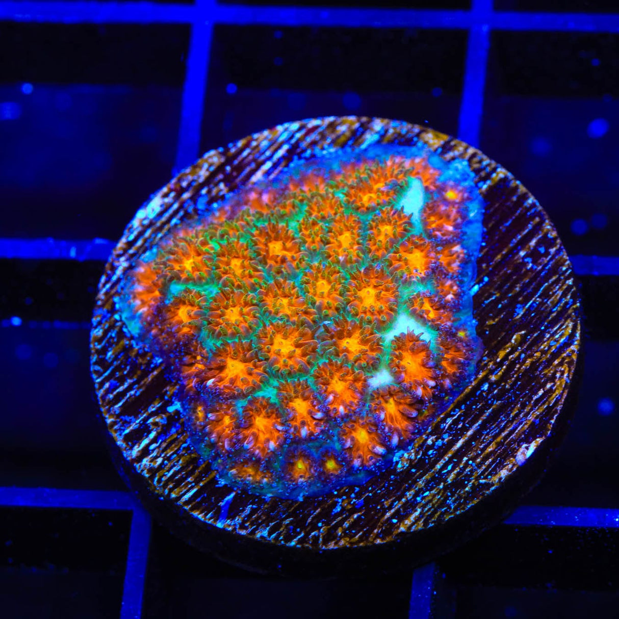 TSA Rising Sun Leptastrea Coral