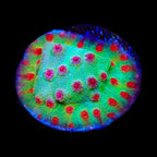 TSA Rocketman Cyphastrea Coral