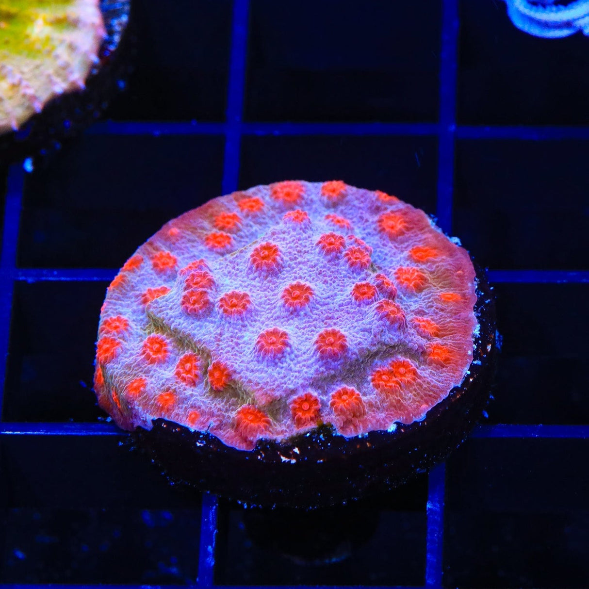 TSA Rocketman Cyphastrea Coral