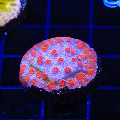 TSA Rocketman Cyphastrea Coral