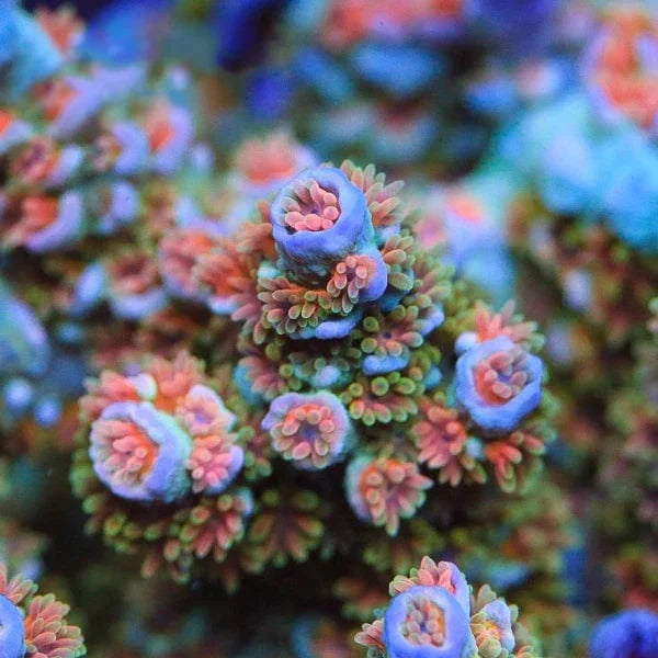 TSA Rockstar Tenuis Acropora Coral