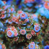 TSA Rockstar Tenuis Acropora Coral