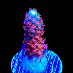 TSA Rocky Balboa Acropora Coral