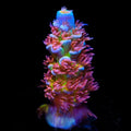 TSA Rocky Balboa Acropora Coral