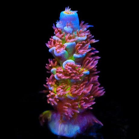 TSA Rocky Balboa Acropora Coral