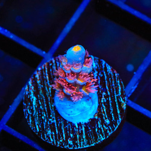 TSA Rocky Balboa Acropora Coral