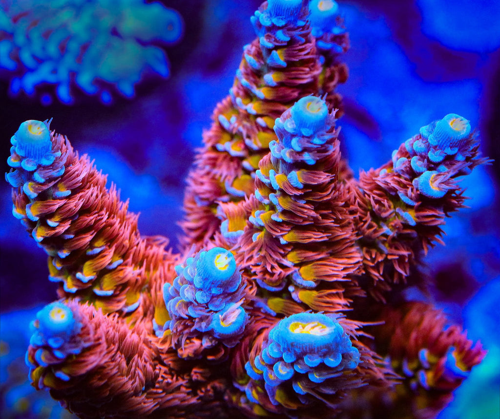 TSA Rocky Balboa Acropora Coral