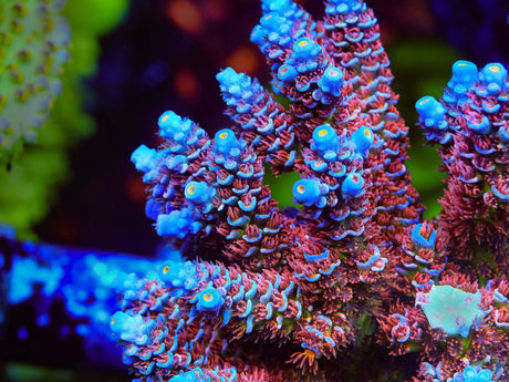 TSA Rocky Balboa Tenuis Acropora Coral