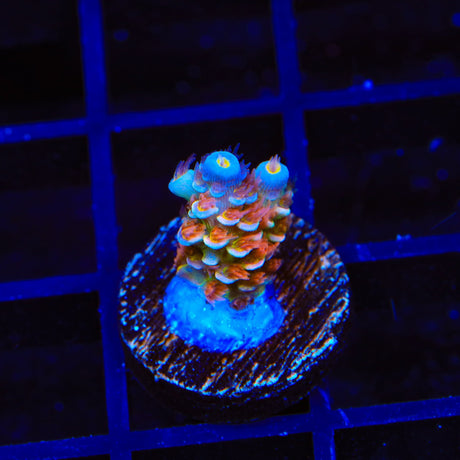 TSA Rocky Balboa Tenuis Acropora Coral