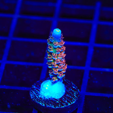 TSA Rocky Balboa Tenuis Acropora Coral