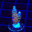 TSA Rocky Balboa Tenuis Acropora Coral