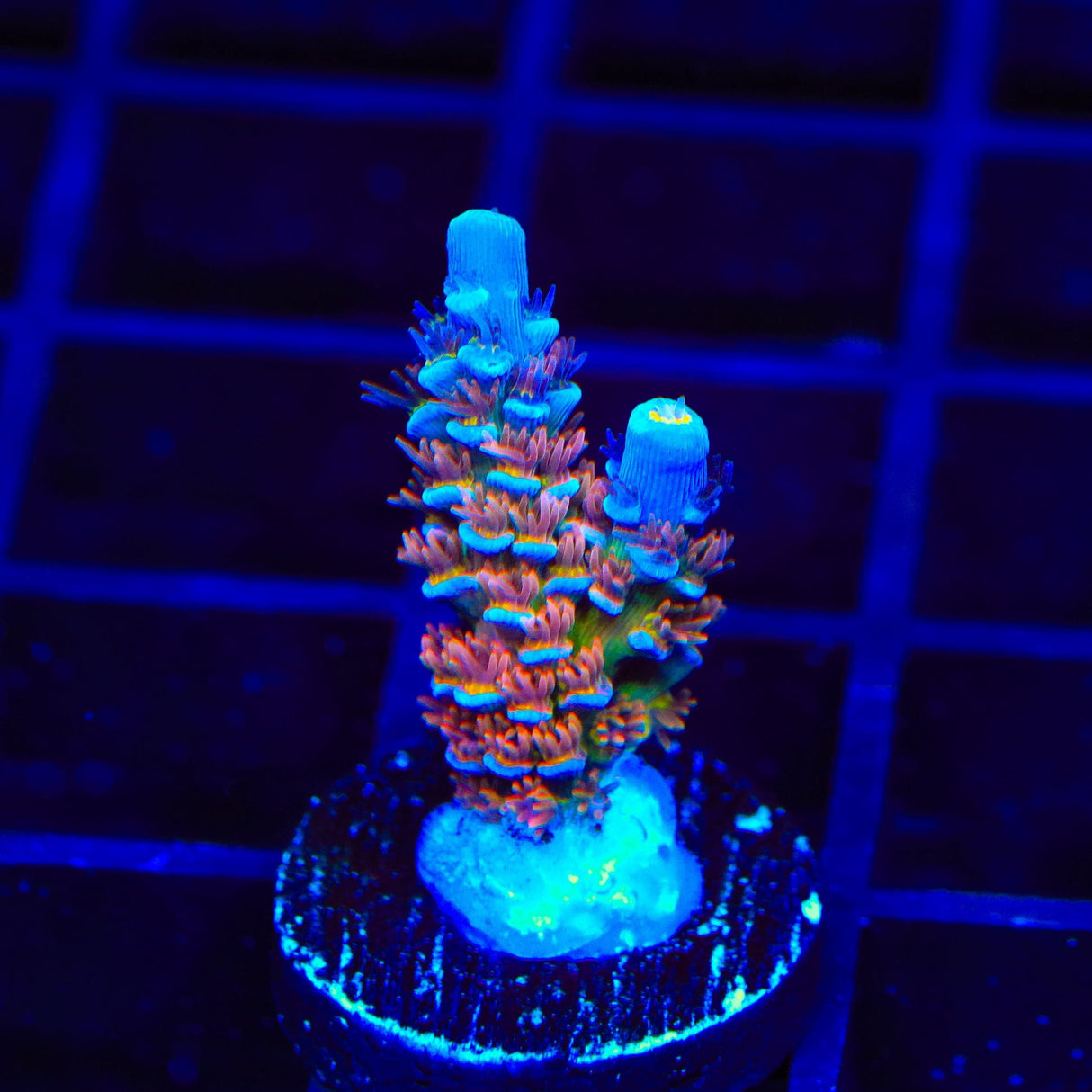 TSA Rocky Balboa Tenuis Acropora Coral
