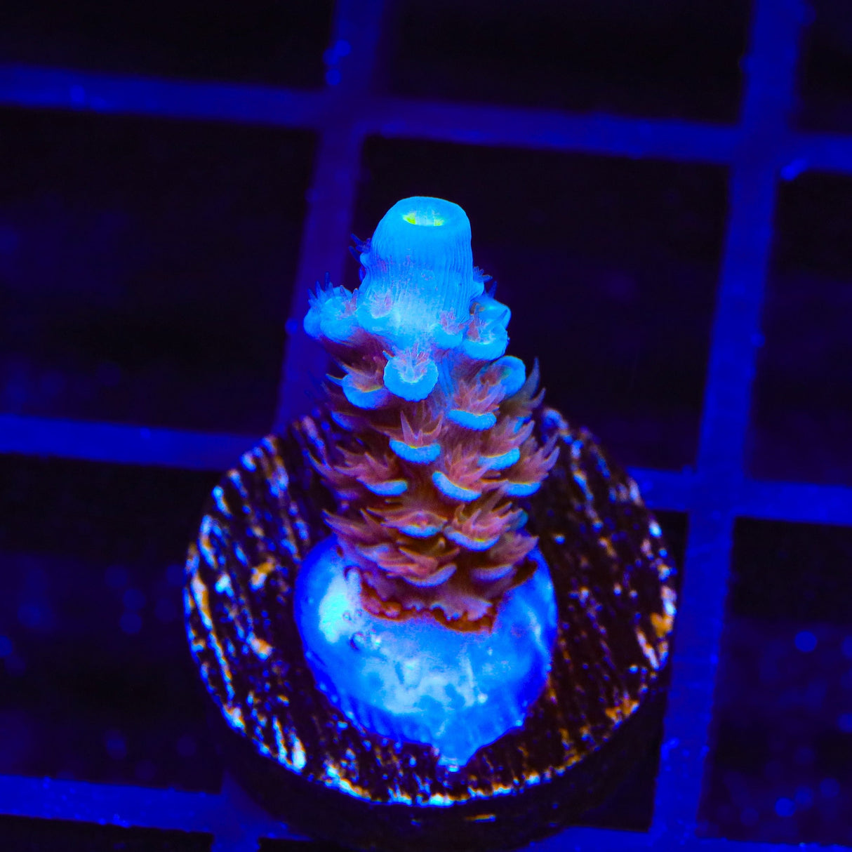 TSA Rocky Balboa Tenuis Acropora Coral