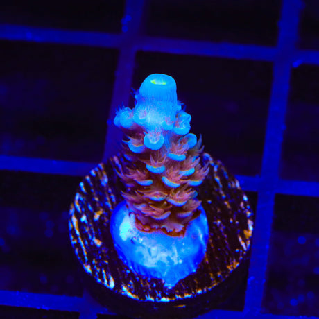 TSA Rocky Balboa Tenuis Acropora Coral