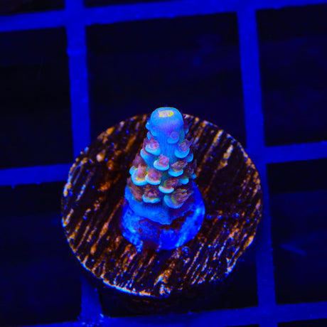 TSA Rocky Balboa Tenuis Acropora Coral