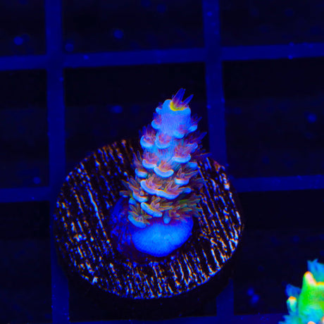 TSA Rocky Balboa Tenuis Acropora Coral