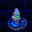 TSA Rocky Balboa Tenuis Acropora Coral