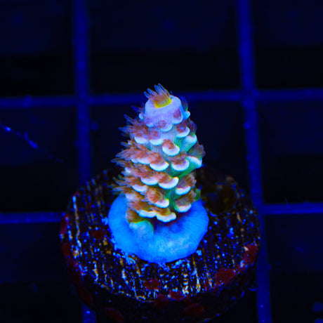TSA Rocky Balboa Tenuis Acropora Coral