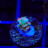 TSA Rocky Balboa Tenuis Acropora Coral