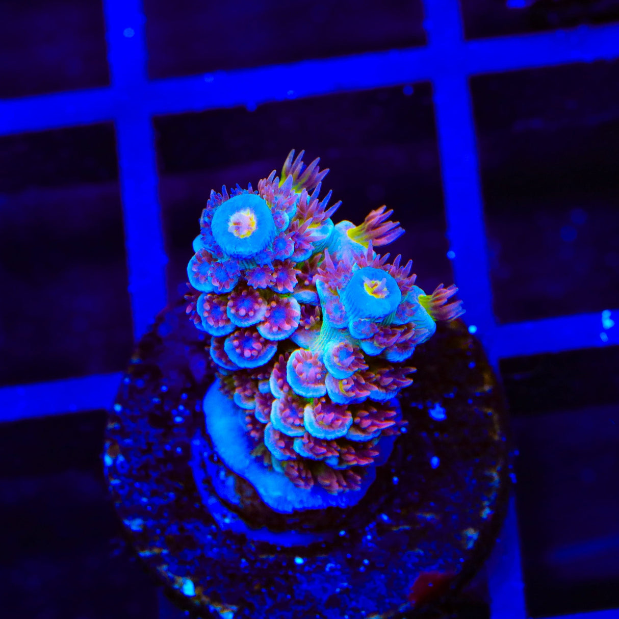 TSA Rocky Balboa Tenuis Acropora Coral