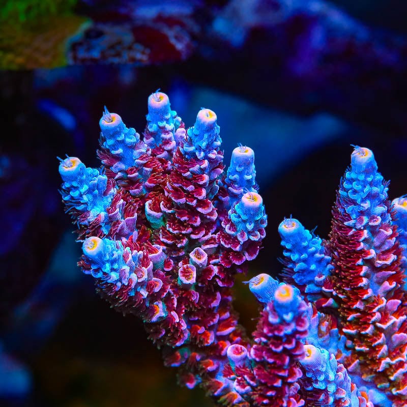 TSA Rose Acropora Coral