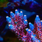 TSA Rose Acropora Coral