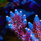 TSA Rose Acropora Coral