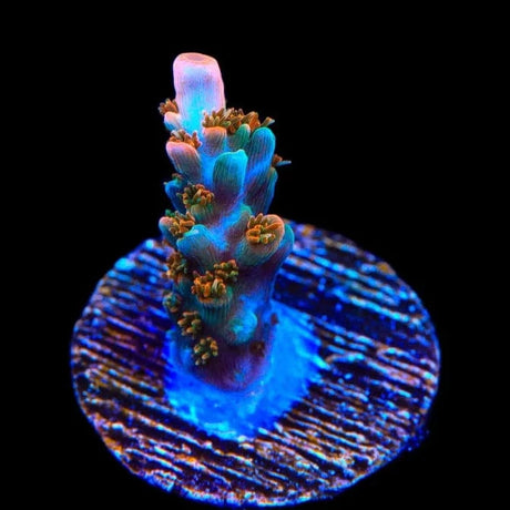 TSA Rose Bloom Acropora Coral
