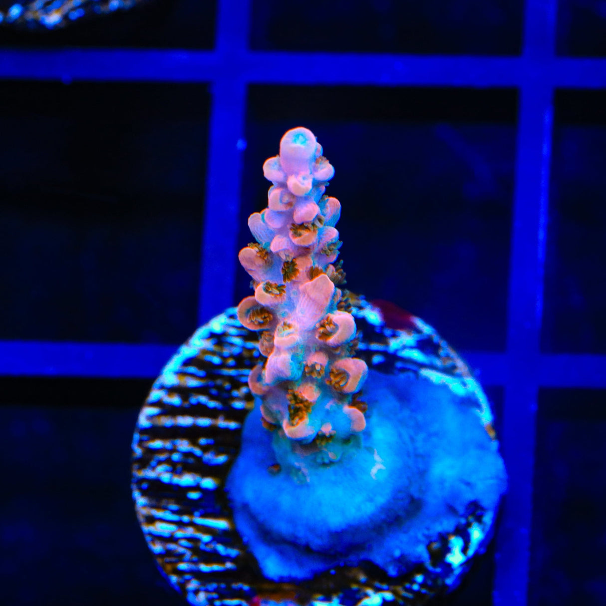 TSA Rose Bloom Acropora Coral