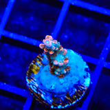 TSA Rose Bloom Acropora Coral