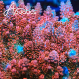 TSA Rose Bloom Acropora Coral