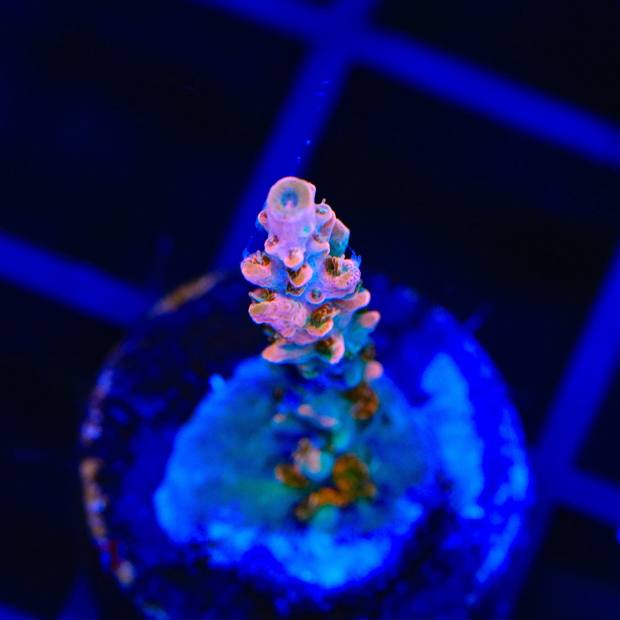 TSA Rose Bloom Acropora Coral