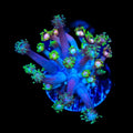 TSA Rose Petal Goniopora Coral