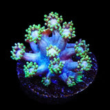 TSA Rose Petal Goniopora Coral