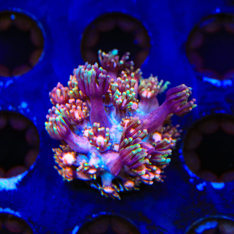 TSA Rose Petal Goniopora Coral