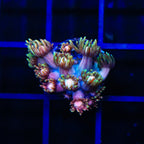 TSA Rose Petal Goniopora Coral