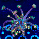 TSA Rose Petal Goniopora Coral