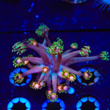 TSA Rose Petal Goniopora Coral