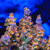 TSA Royal Flush Tenuis Acropora Coral