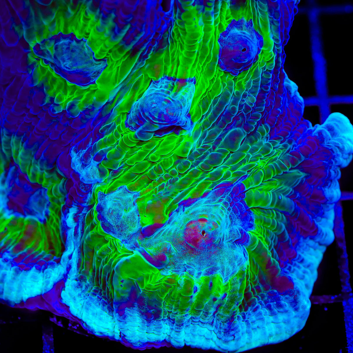 TSA Royal Pectinia Coral