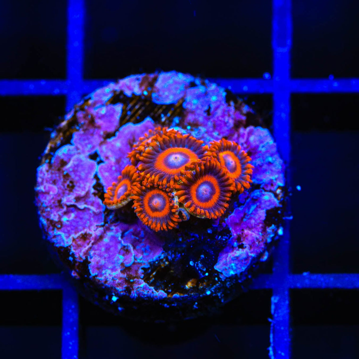 TSA Safe Cracker Zoanthids Coral