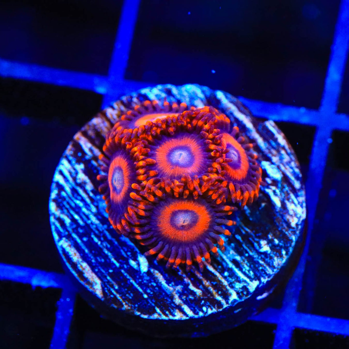 TSA Safe Cracker Zoanthids Coral
