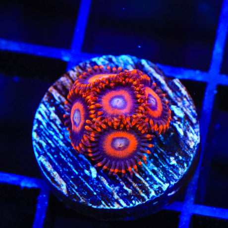 TSA Safe Cracker Zoanthids Coral
