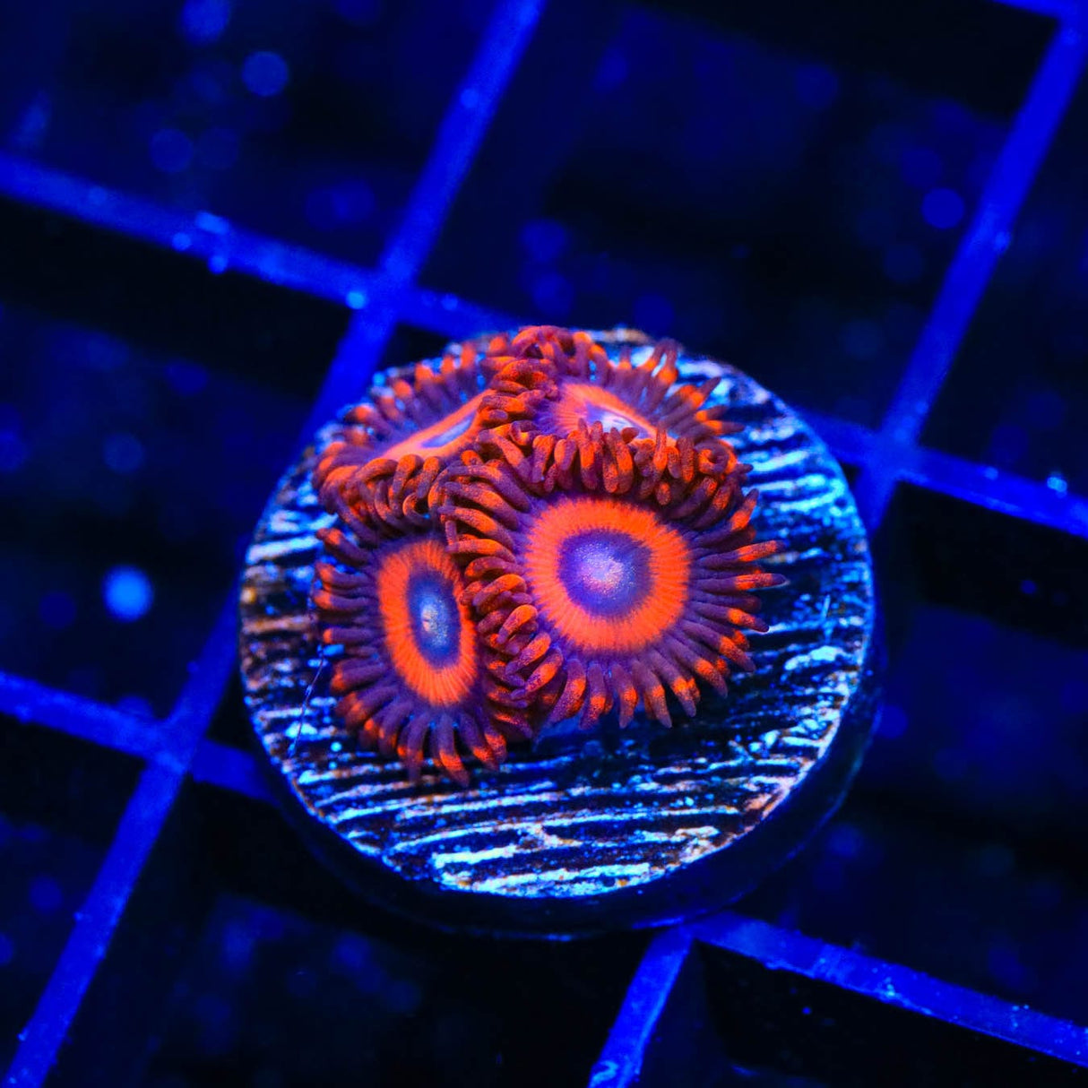 TSA Safe Cracker Zoanthids Coral